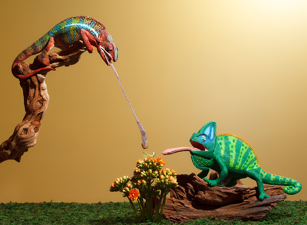 Panther Chameleon vs. Veiled Chameleon: A Comprehensive Comparison Guide