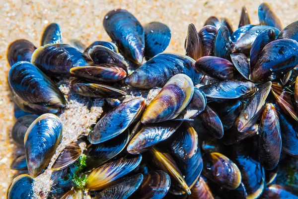 Mussels (Mytilus edulis)