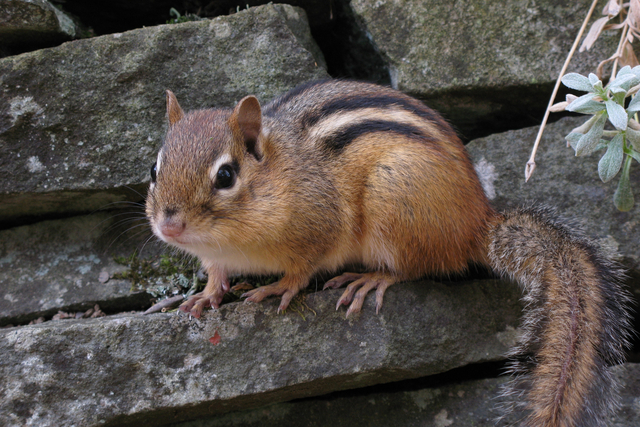 Chipmunks