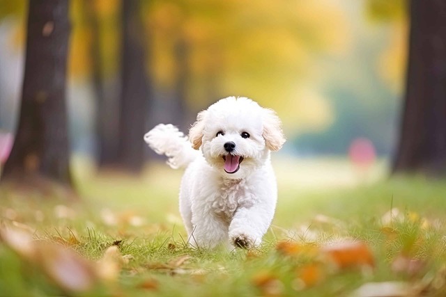 Bichon Frise