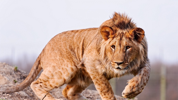 Leopon (Leopard-Lion Hybrid)