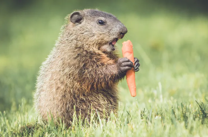 What Do Groundhogs Eat: Understanding Their Diet and Behavior