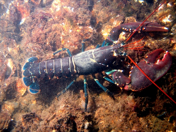 Lobster (Homarus americanus) 