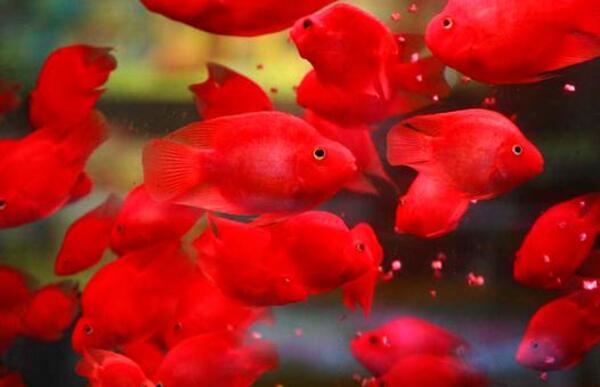 Blood Parrot Cichlid, also known as the Red Parrot, Parrot Fish, or Red Devil Parrot