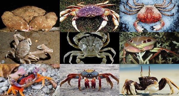 Crab (various species)