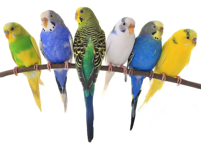 Parakeets