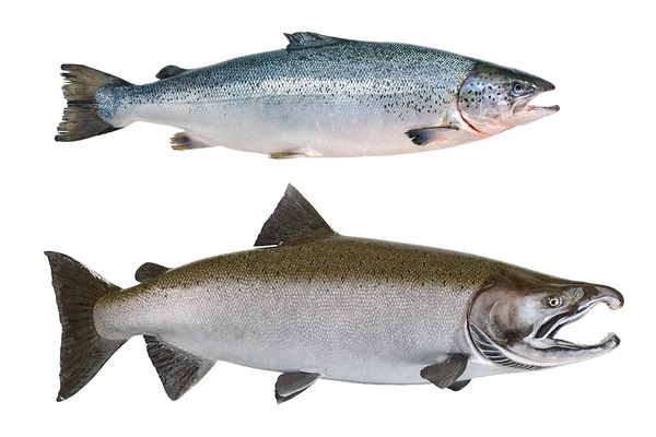 Salmon (Salmo salar) 