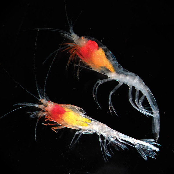 Shrimp (Penaeus)