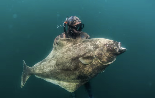 Halibut (Hippoglossus hippoglossus)