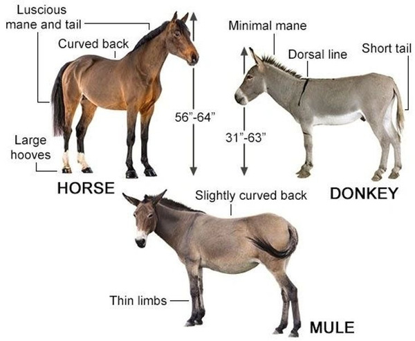 Mule