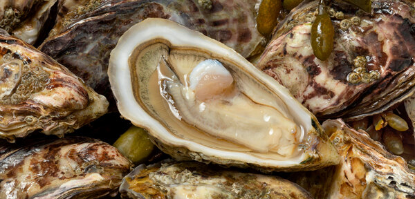 Oysters (Crassostrea gigas)