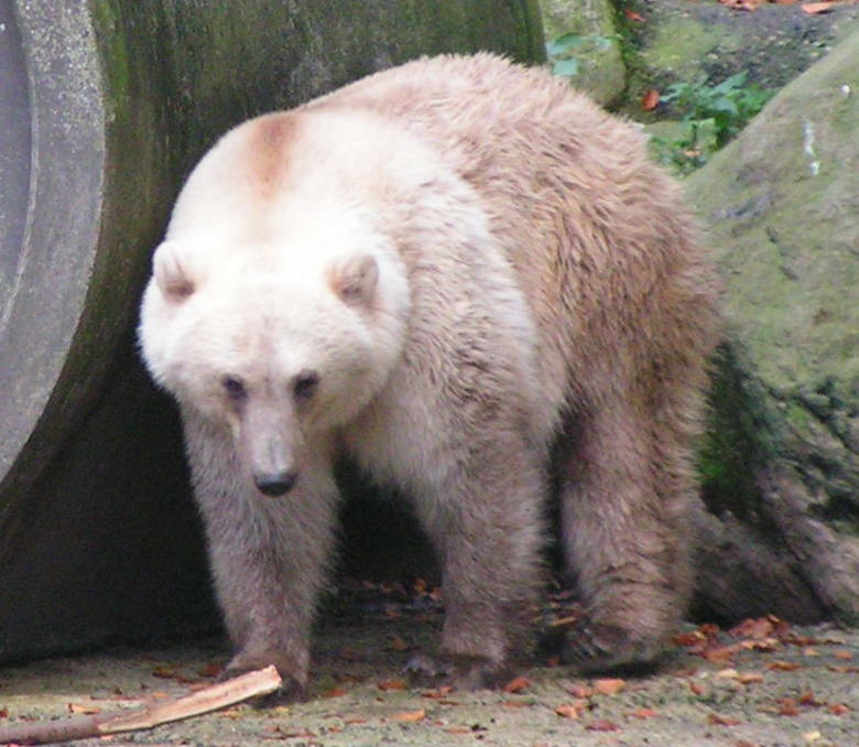 Grolar Bear (Grizzly-Polar Bear Hybrid)