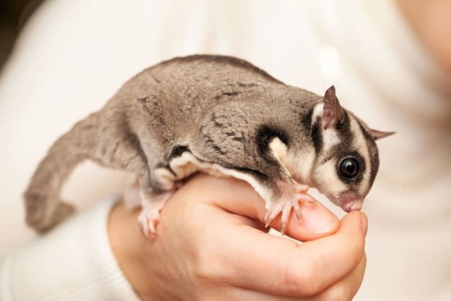 Sugar Gliders