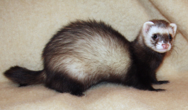 Ferrets