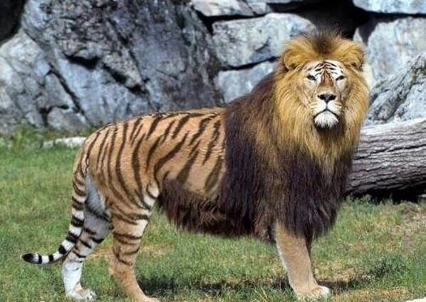 Tigon (Tiger-Lion Hybrid)