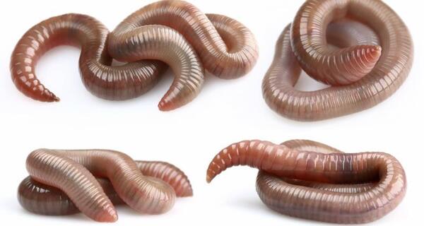 Earthworms