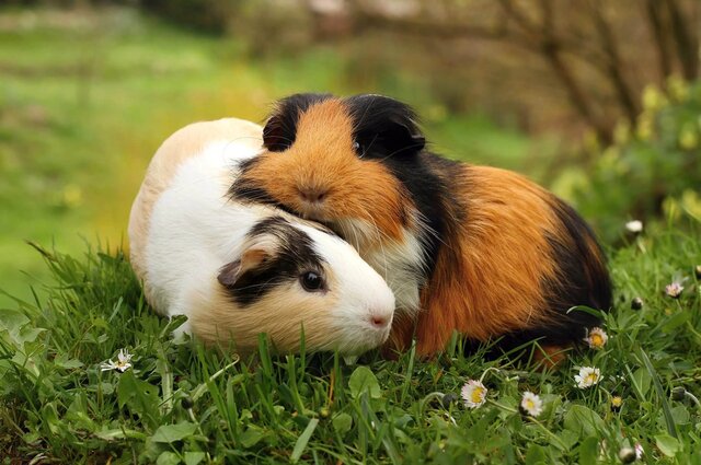 Guinea pigs