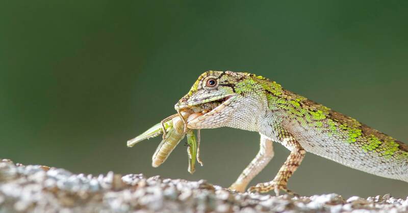 What Do Lizards Eat in the Rainforest? A Comprehensive Guide