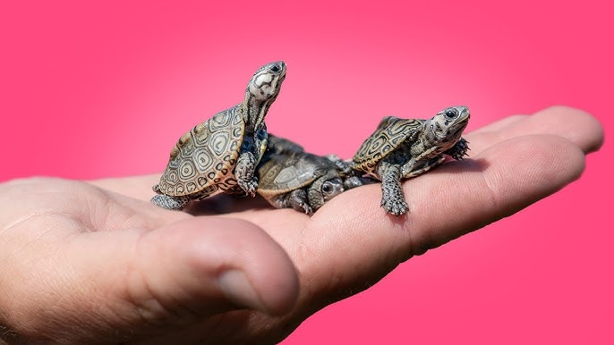 Turtles