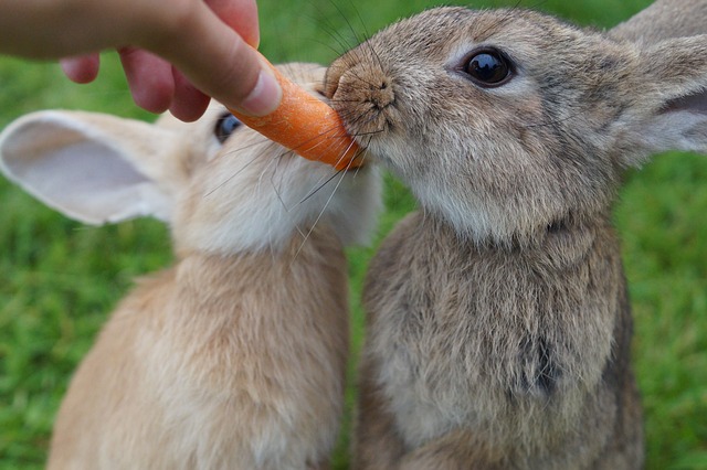 What Do Bunnies Eat? A Comprehensive Guide to Rabbit Nutrition