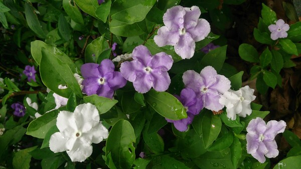 Yesterday-Today-Tomorrow_(Brunfelsia_calycina)_5.jpg