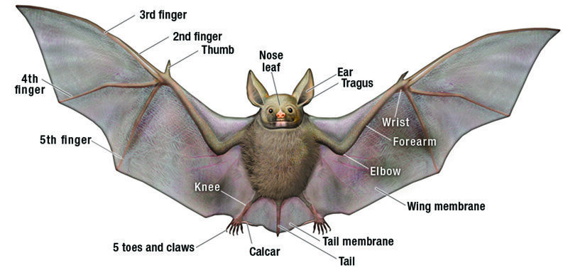 Top 10 most dangerous bats in the world