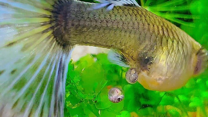 Do You Need to Separate Baby Guppies After Birth? A Complete Guide to Guppy Breeding and Care