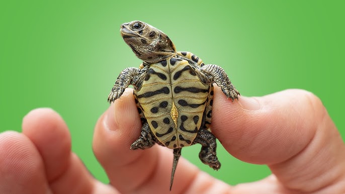 Are Turtles Happy Pets? Understanding Turtle Well-being and How to Keep Your Turtle Content