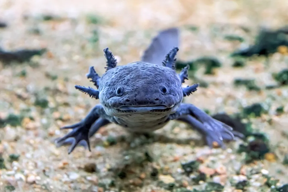 Everything You Need to Know About Blue Axolotls: A Comprehensive Guide