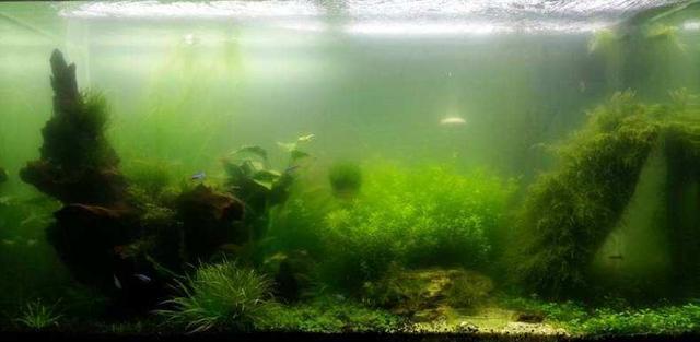 Best Solutions for Green Fish Tank Water: How to Effectively Clear Algae and Improve Water Quality