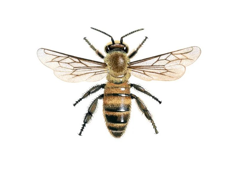 Bee