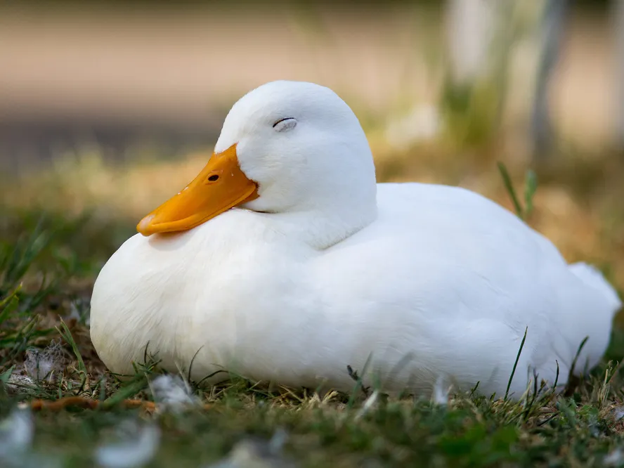 where-do-ducks-sleep.webp