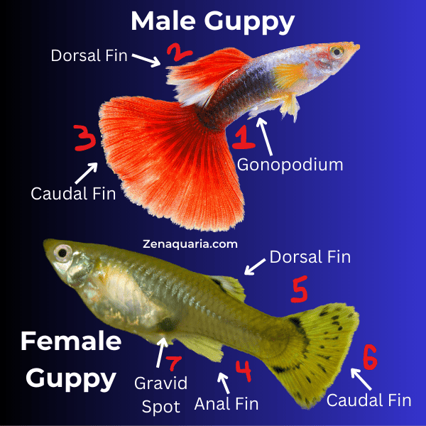 Do Fish Have Genders? Understanding Male and Female Fish Characteristics