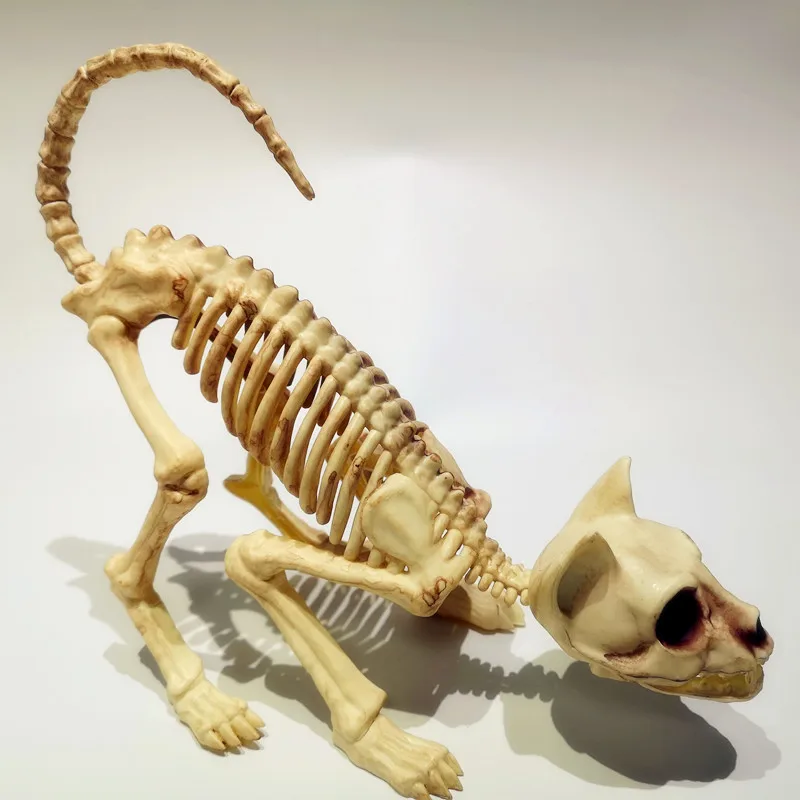 cat’s spine