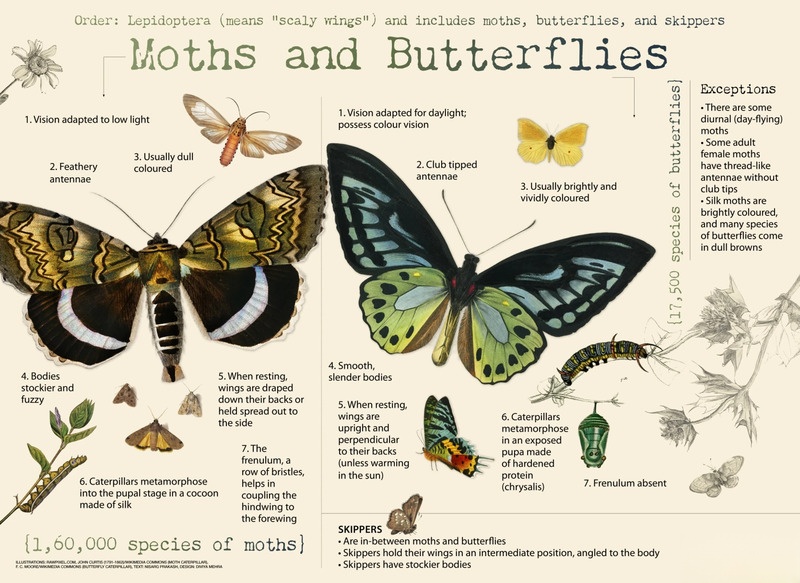 Butterflies vs Moths: Key Differences You Need to Know