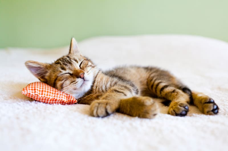 Are Cats Nocturnal Animals? Understanding Cat Behavior and Activity Patterns