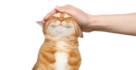 Explaining Cat Behavior: Understanding Cat Body Language and Amazing Facts About Cats