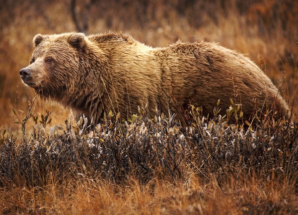 Grizzly Bear (Ursus arctos horribilis)