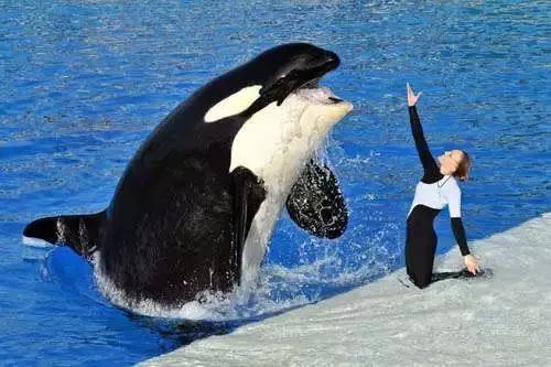 Why Are Orcas Friendly to Humans? Exploring the Bond Between Orcas and People