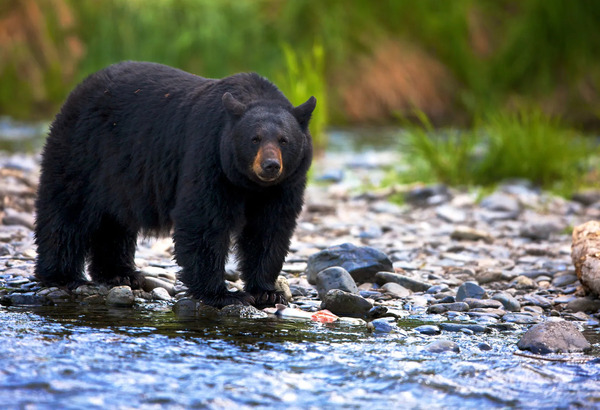 American Black Bear (Ursus americanus)