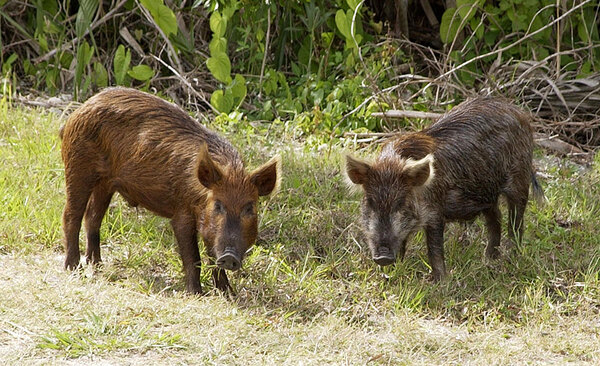 Feral Wild Boar (Sus scrofa)