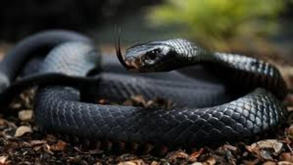 Black Mamba (Dendroaspis polylepis)