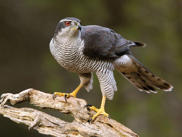 Eurasian Goshawk (Accipiter gentilis)