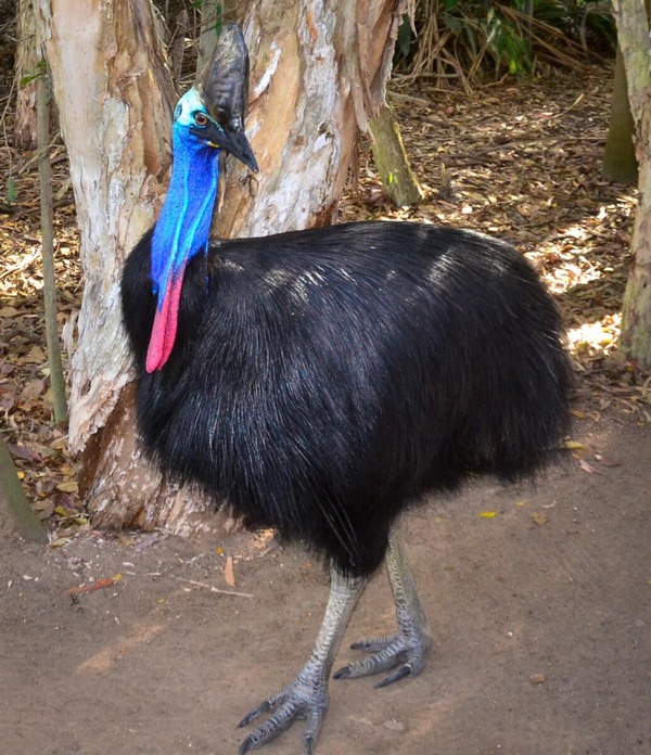 Cassowaries (Casuarius) 