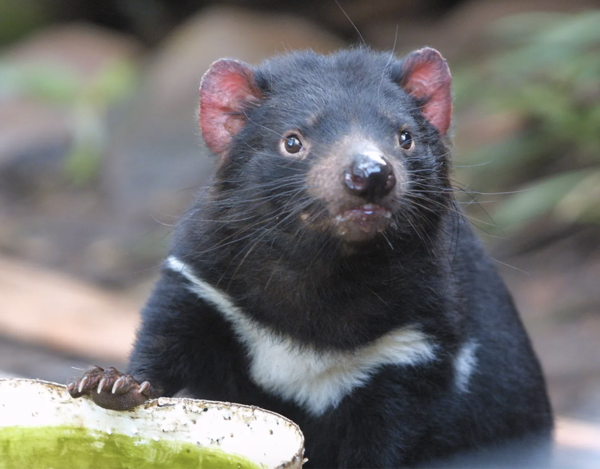 Tasmanian Devil (Sarcophilus harrisii)