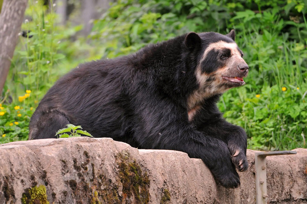 Spectacled Bear (Tremarctos ornatus)