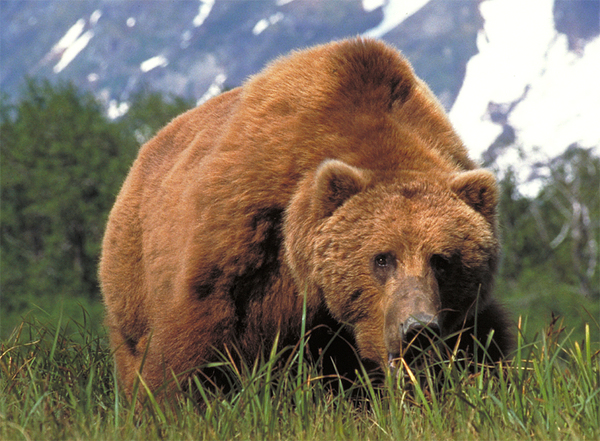 Kodiak Bear (Ursus arctos middendorffi)