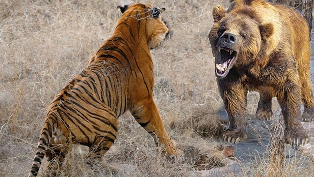 Bear vs Tiger: Which Is Stronger? A Comprehensive Comparison