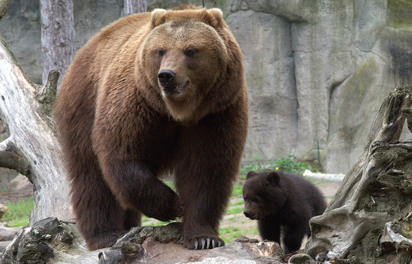 Kamchatka Brown Bear (Ursus arctos beringianus)