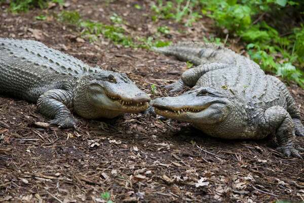 American Alligator (Alligator mississippiensis)